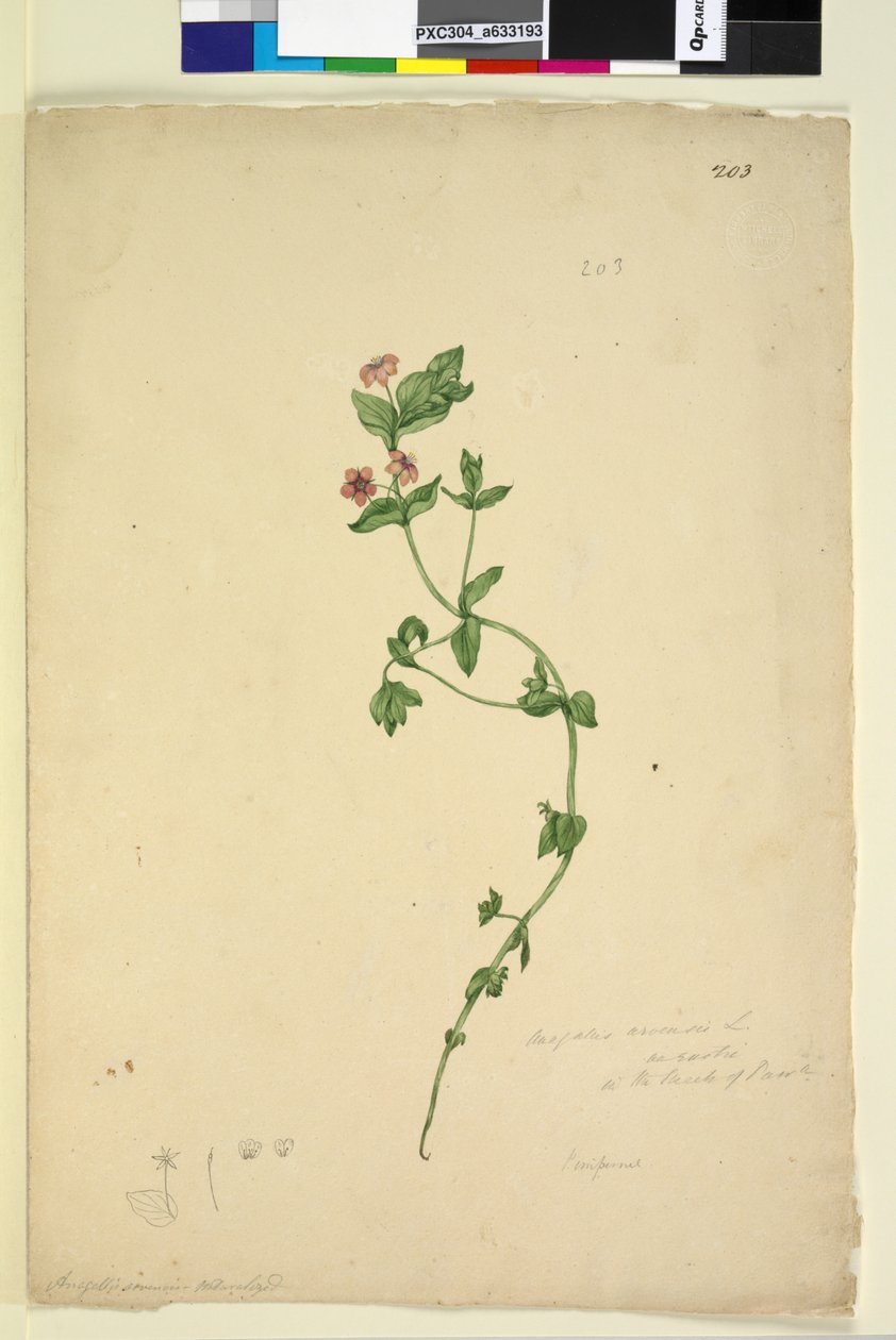 Page 203. Anagallis arvenis，c.1803-06（wc，钢笔，墨水和铅笔） 作者 约翰·威廉·莱温