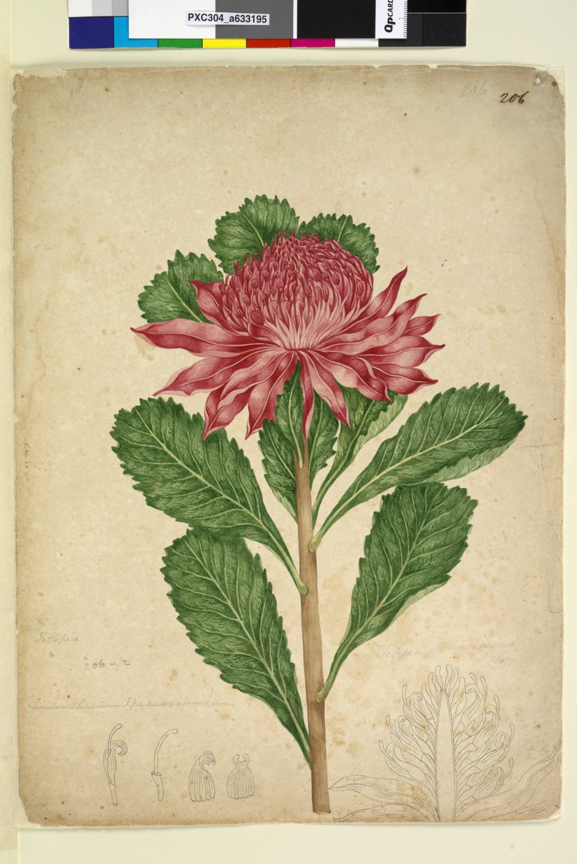 Page 206. Telopea speciosissima，c.1803-06（wc，钢笔，墨水和铅笔） 作者 约翰·威廉·莱温
