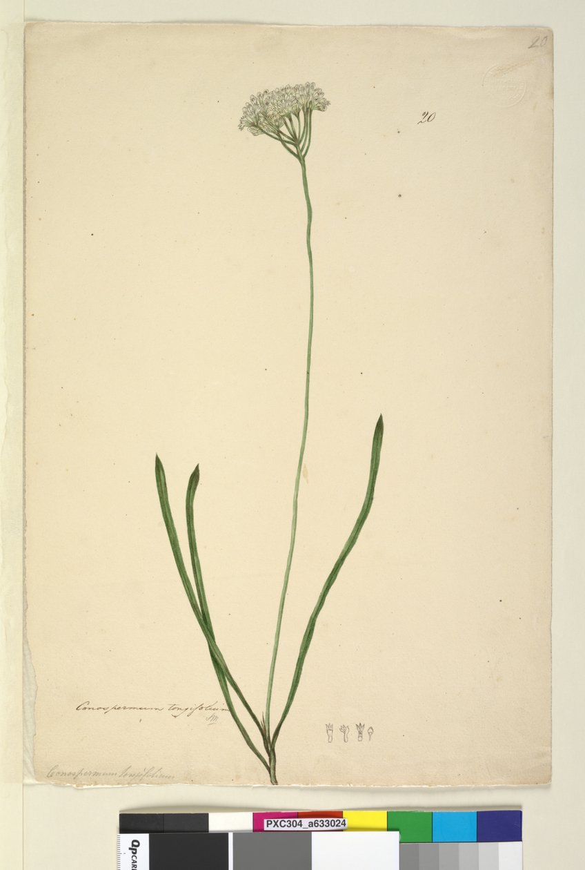 第20页。Conospermum longifolium，c.1803-06（wc，钢笔，墨水和铅笔） 作者 约翰·威廉·莱温