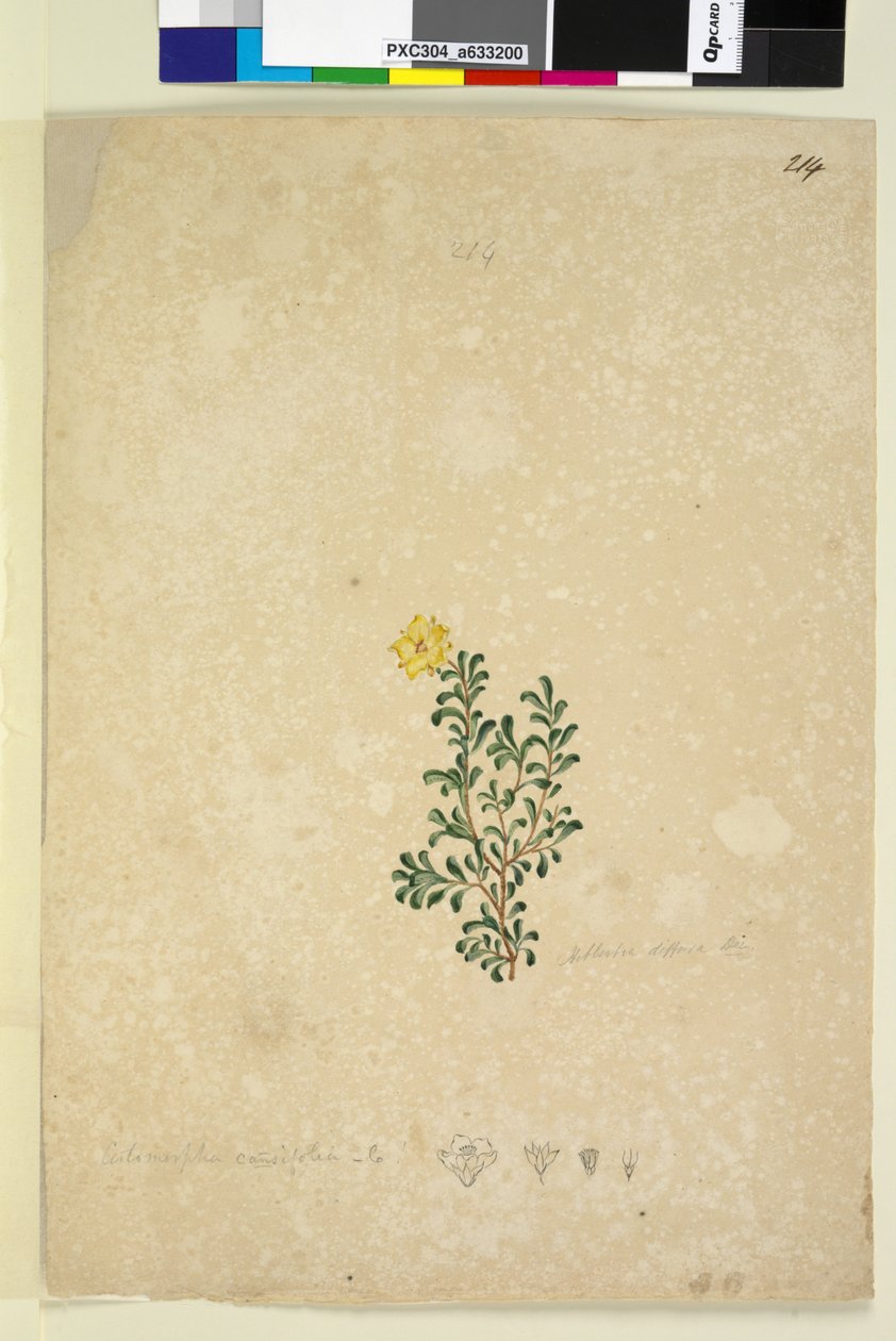 Page 214. Hibbertia diffusa，c.1803-06（wc，钢笔，墨水和铅笔） 作者 约翰·威廉·莱温