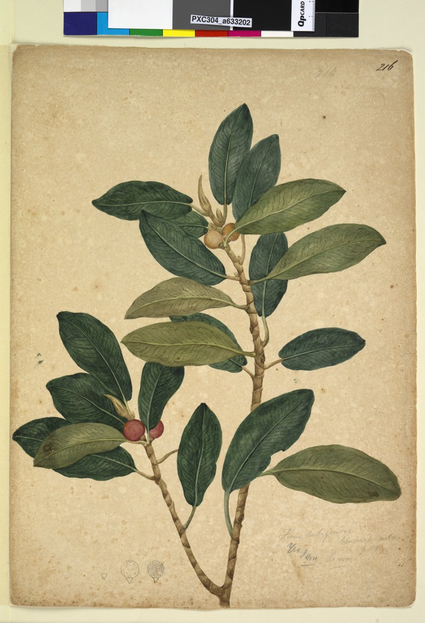 Page 216. Ficus rubiginosa，c.1803-06（wc，钢笔，墨水和铅笔） 作者 约翰·威廉·莱温