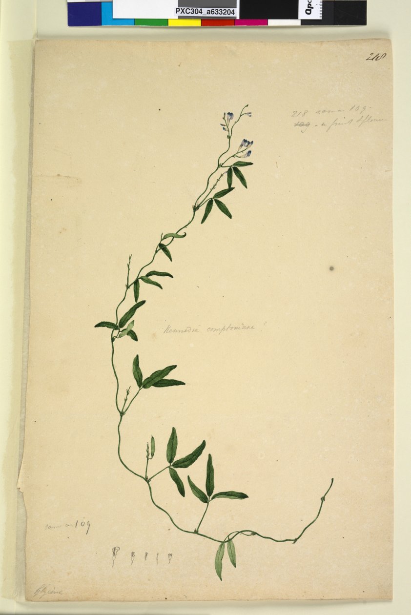 Page 218. Kennedia comptoniana Hardenbergia comptoniana，c.1803-06（wc，钢笔，墨水和铅笔） 作者 约翰·威廉·莱温