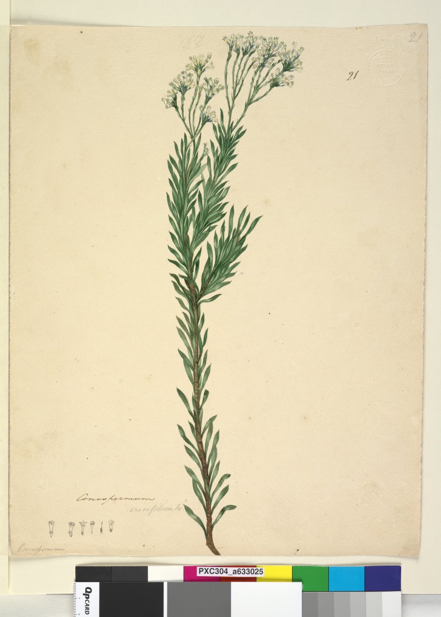 第21页Conospermum ericifolium，c.1803-06（wc，钢笔，墨水和铅笔） 作者 约翰·威廉·莱温