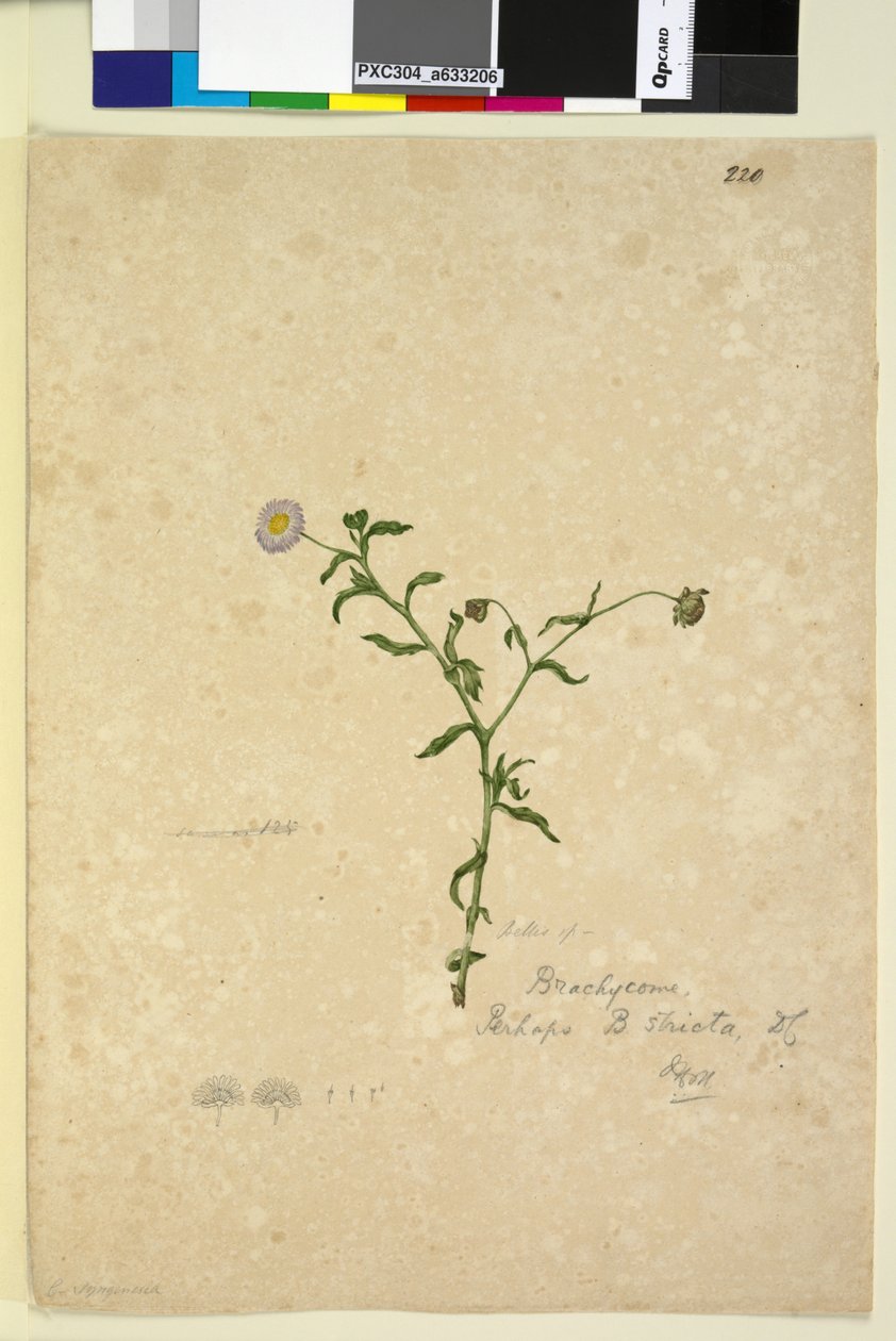 Page 220. Brachycome multifida，c.1803-06（wc，钢笔，墨水和铅笔） 作者 约翰·威廉·莱温