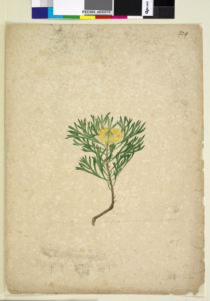 Page 224. Isopogon anemonifolius，c.1803-06（wc，钢笔，墨水和铅笔） 作者 约翰·威廉·莱温