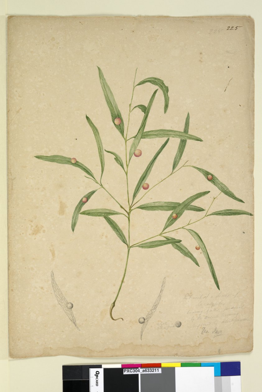 Page 225.一种带有瘿的桉树的分支......，c.1803-06（wc，钢笔，墨水和铅笔） 作者 约翰·威廉·莱温