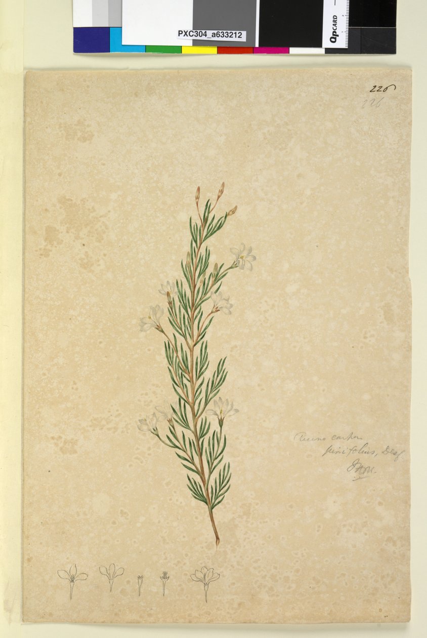Page 226. Ricinocarpus pinifolius，c.1803-06（wc，钢笔，墨水和铅笔） 作者 约翰·威廉·莱温