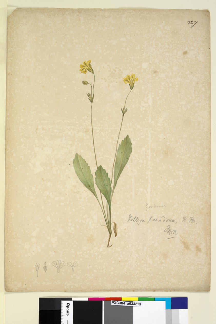 Page 227. Velleia paradoxa，c.1803-06（wc，钢笔，墨水和铅笔） 作者 约翰·威廉·莱温