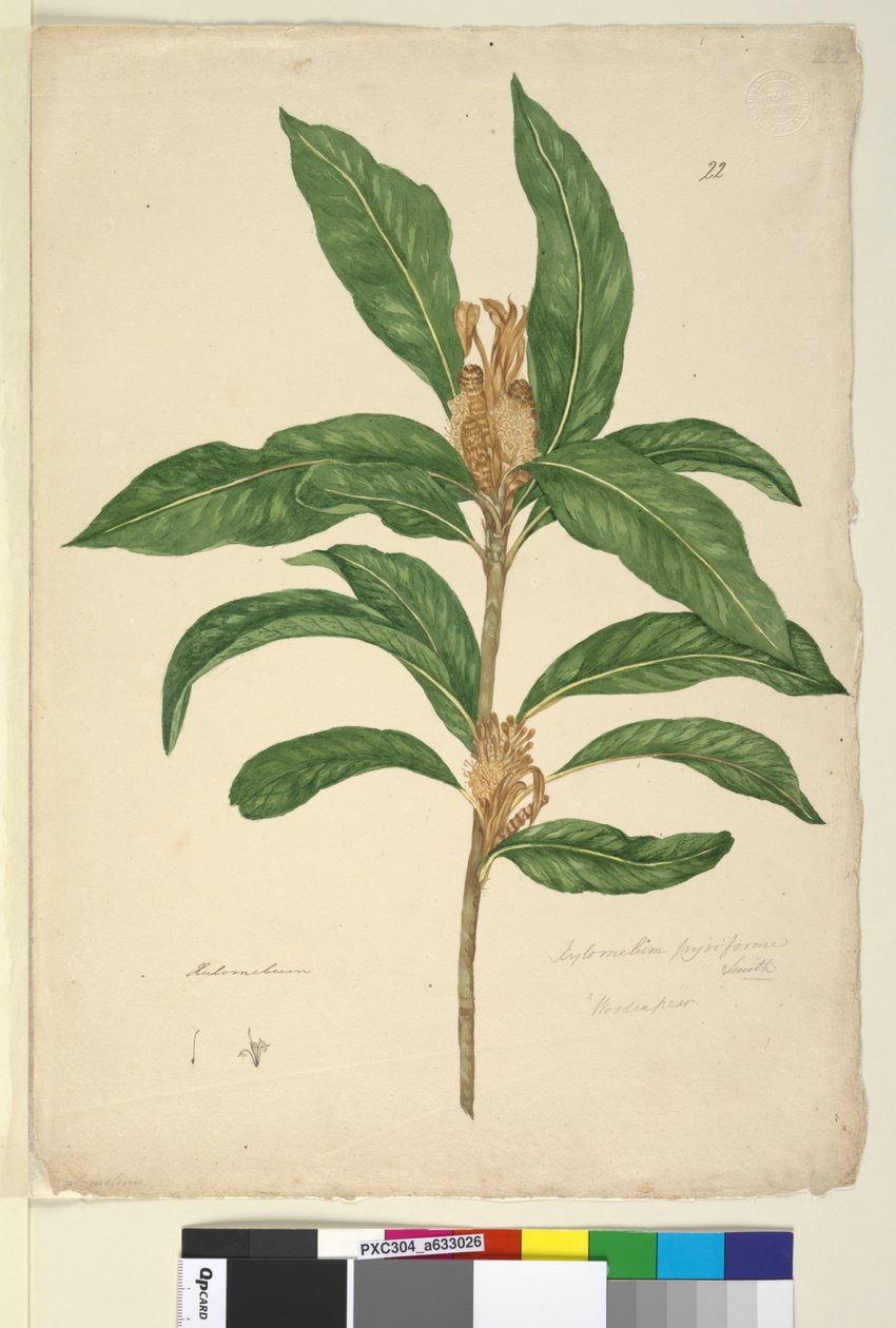 第22页。Xylomelum pyriforme，c.1803-06（wc，钢笔，墨水和铅笔） 作者 约翰·威廉·莱温