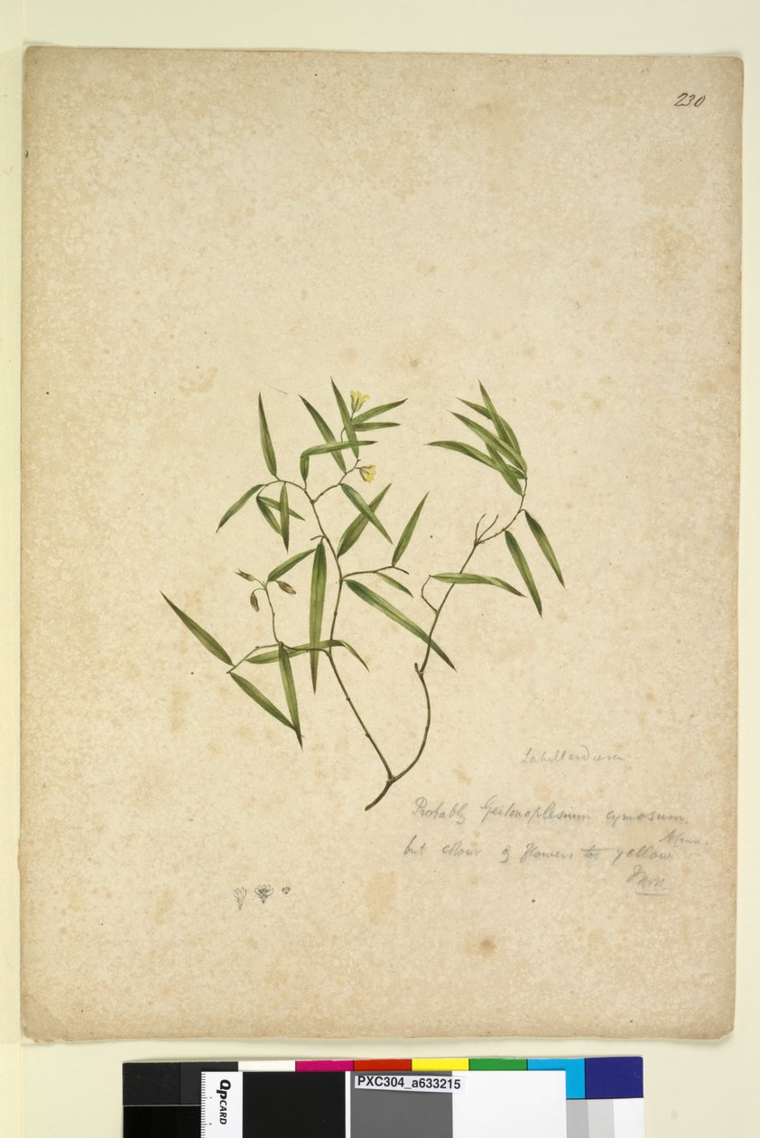Page 230. Geitonoplesium cymosum，c.1803-06（wc，钢笔，墨水和铅笔） 作者 约翰·威廉·莱温