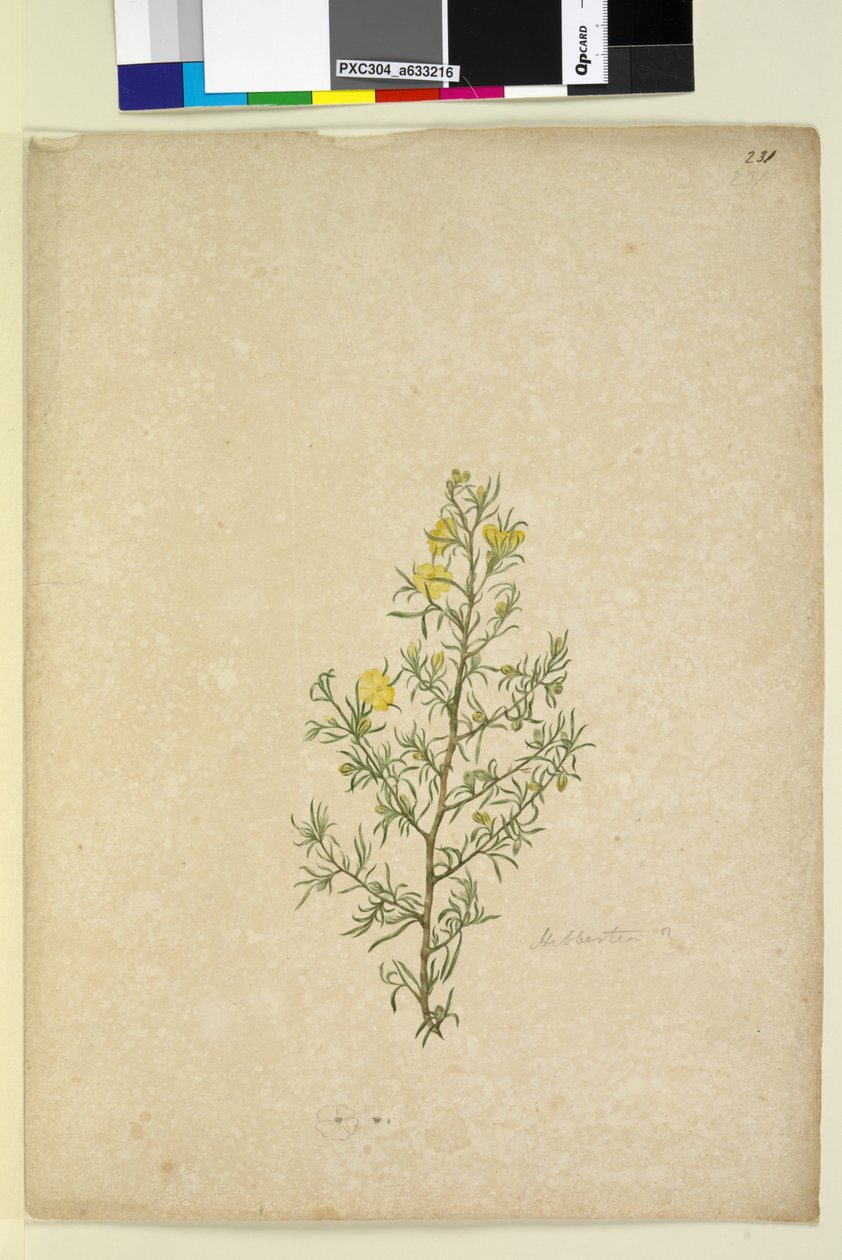 第231.页Hibbertia sp，c.1803-06（wc，钢笔，墨水和铅笔） 作者 约翰·威廉·莱温