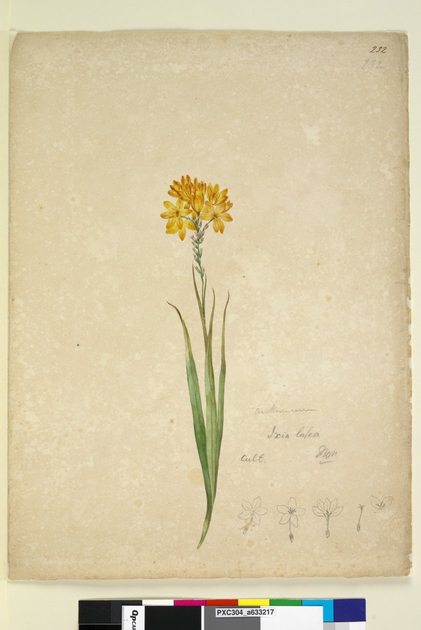 第232页.Ixia lutea，c.1803-06（wc，钢笔，墨水和铅笔） 作者 约翰·威廉·莱温