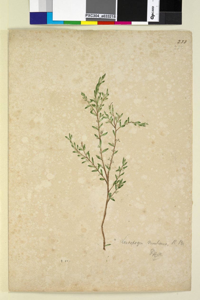 Page 233. Leucopogon，c.1803-06（wc，钢笔，墨水和铅笔） 作者 约翰·威廉·莱温