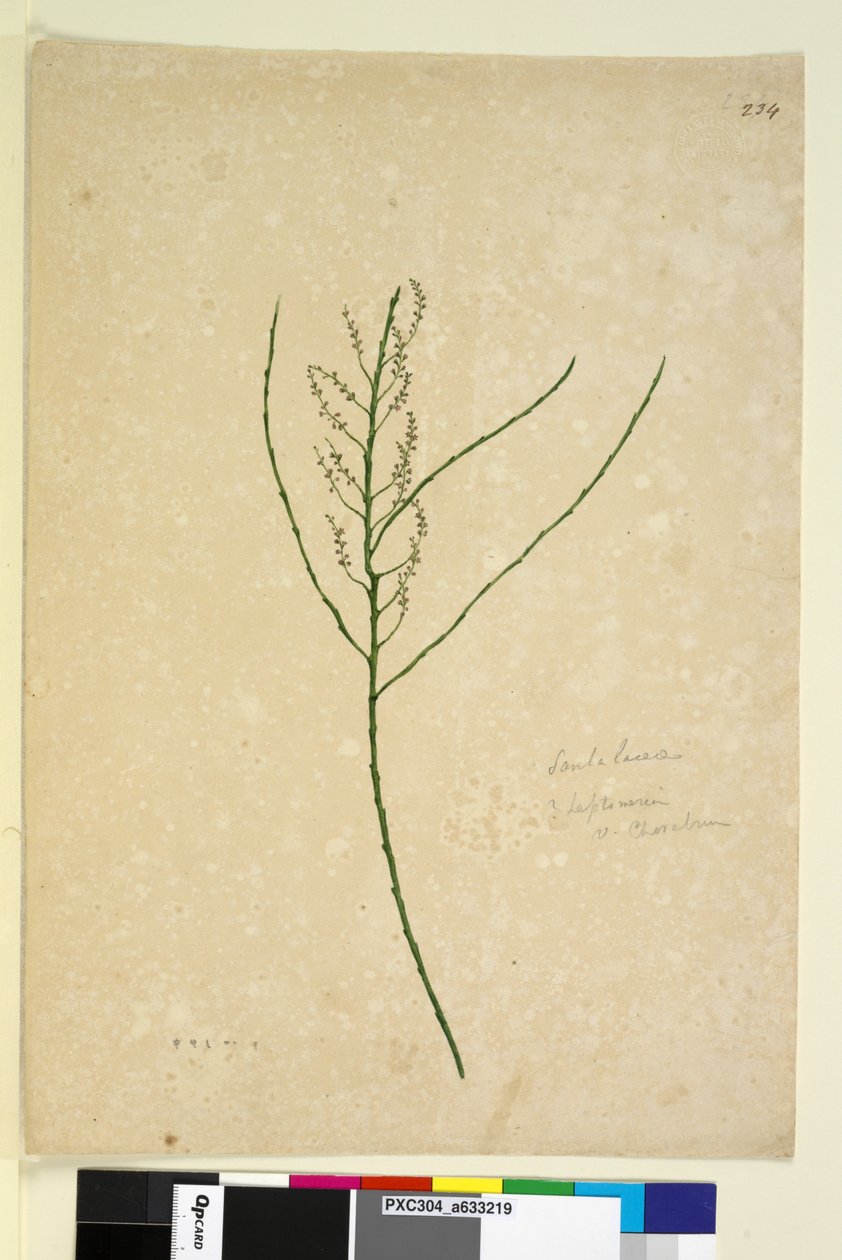 Page 234. Leptomeria，c.1803-06（wc，钢笔，墨水和铅笔） 作者 约翰·威廉·莱温