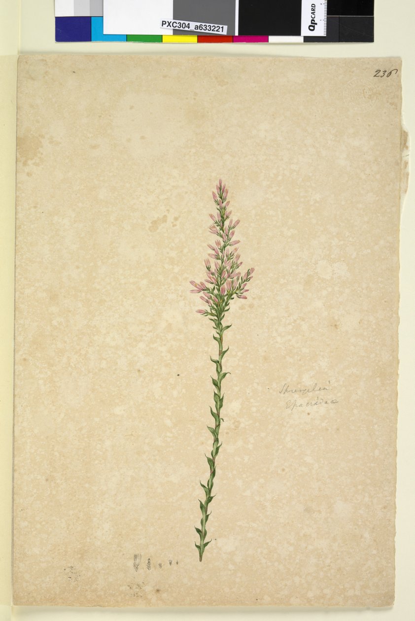 Page 236. Sprengelia，c.1803-06（wc，钢笔，墨水和铅笔） 作者 约翰·威廉·莱温