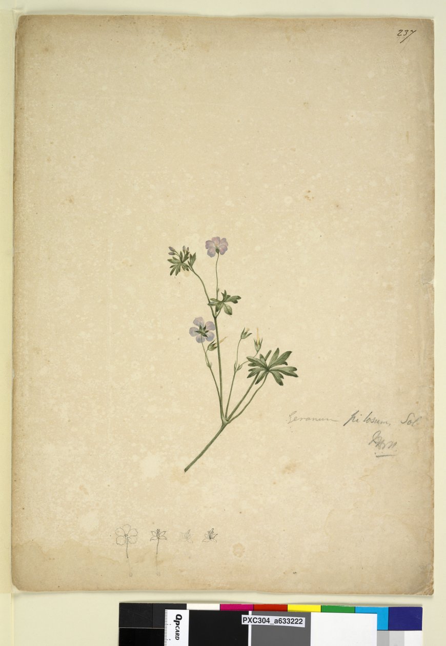 Page 237. Geranium pilosum，c.1803-06（wc，钢笔，墨水和铅笔） 作者 约翰·威廉·莱温