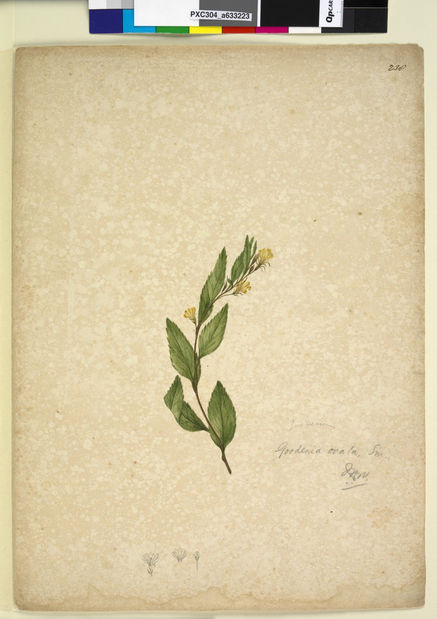 Page 238. Goodenia ovata，c.1803-06（wc，钢笔，墨水和铅笔） 作者 约翰·威廉·莱温
