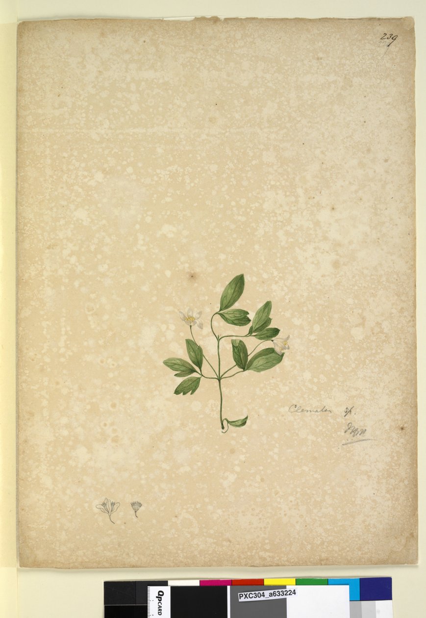 Page 239.铁线莲，c.1803-06（wc，钢笔，墨水和铅笔） 作者 约翰·威廉·莱温