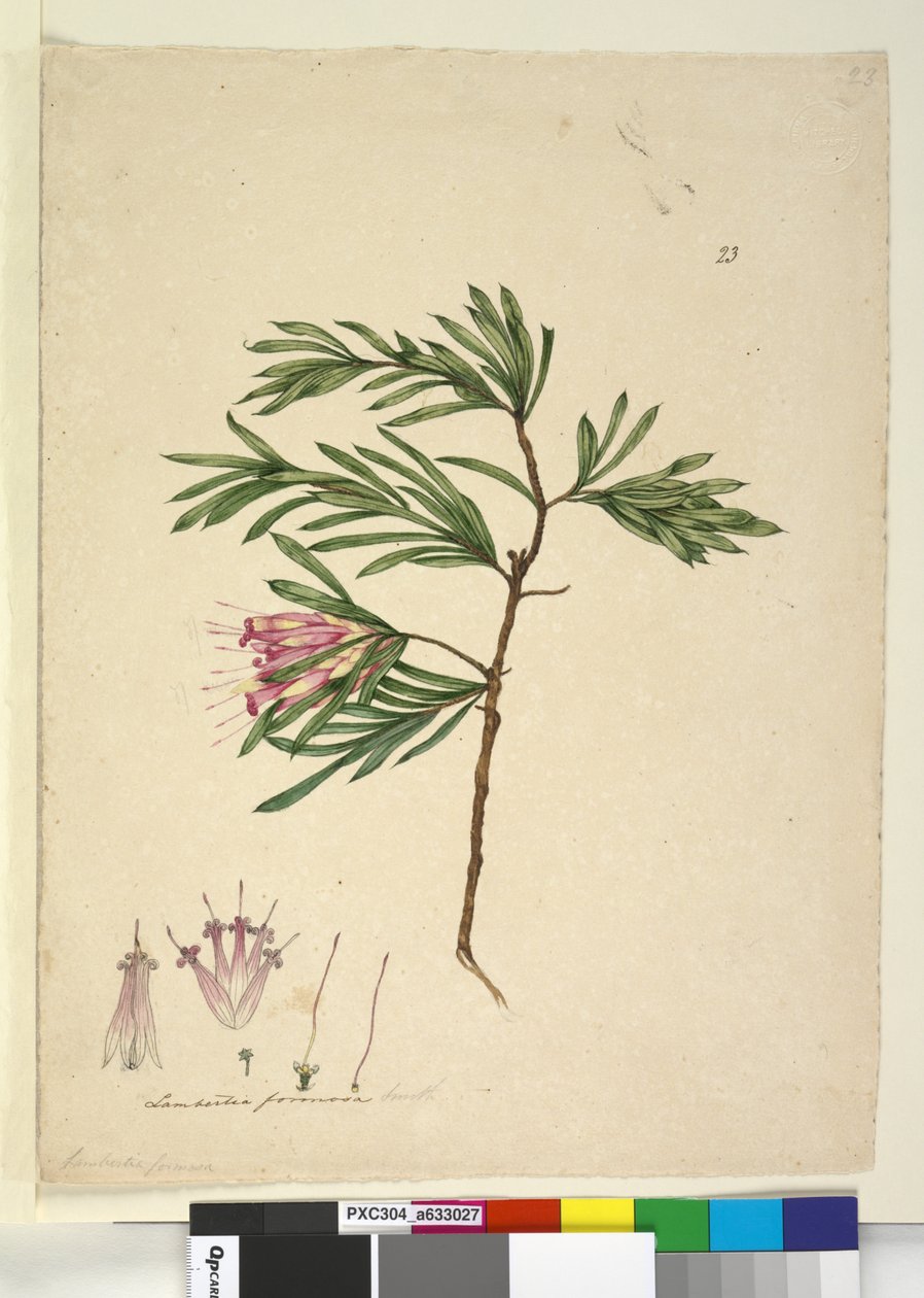 第23页Lambertia formosa，c.1803-06（wc，钢笔，墨水和铅笔） 作者 约翰·威廉·莱温