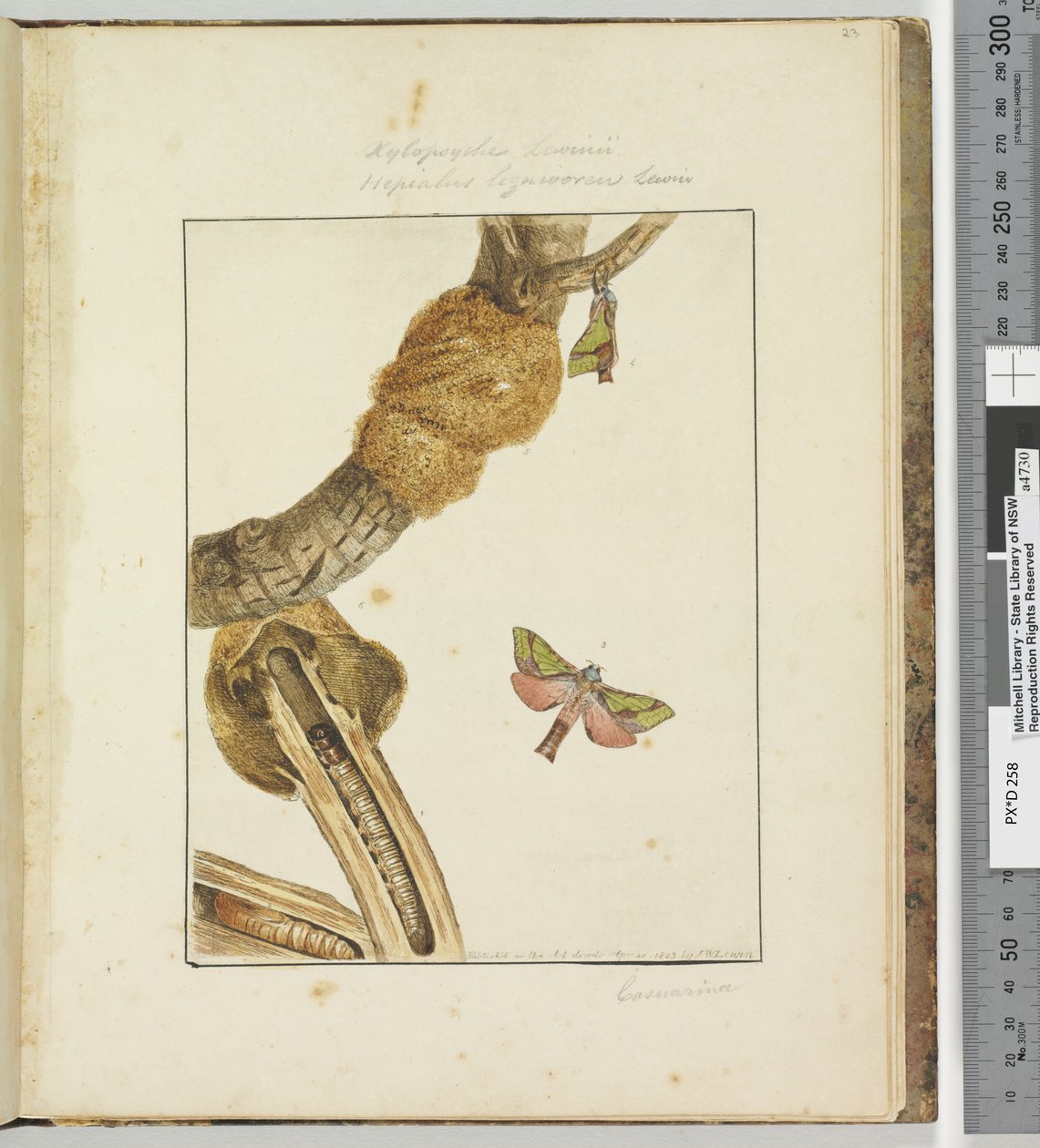 Page 23 Plate 6 Xylopsyche Lewinni Hepialus Ligniveren Lewin，1803-04（手工彩色蚀刻版画） 作者 约翰·威廉·莱温