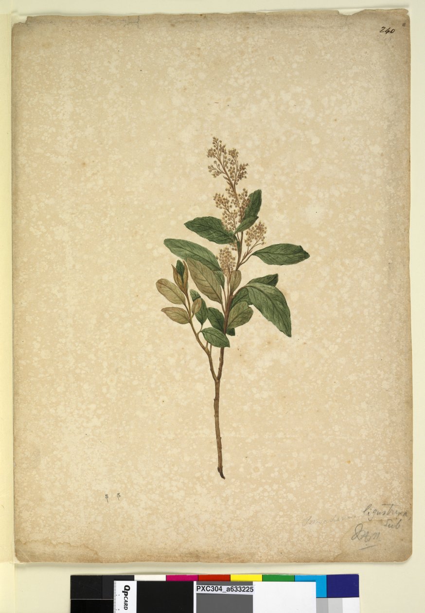 Page 240. Pomaderris ligustrina，c.1803-06（wc，钢笔，墨水和铅笔） 作者 约翰·威廉·莱温