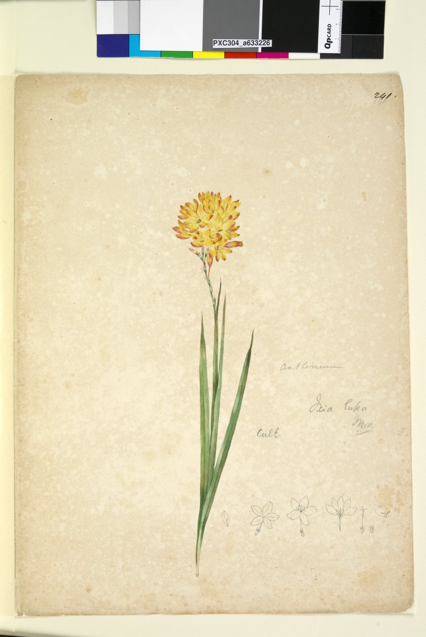 Page 241. Ixia lutea，c.1803-06（wc，钢笔，墨水和铅笔） 作者 约翰·威廉·莱温