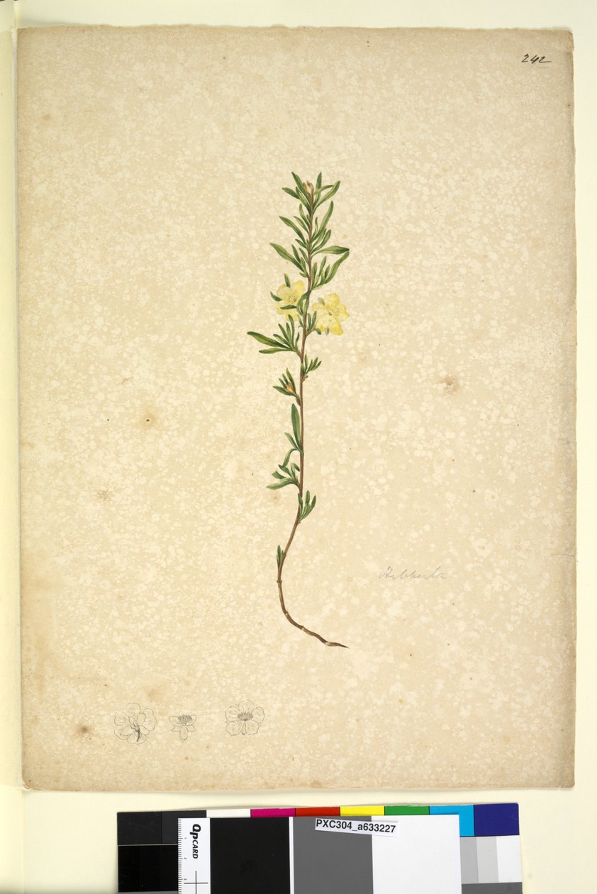 Page 242. Hibberta，c.1803-06（wc，钢笔，墨水和铅笔） 作者 约翰·威廉·莱温