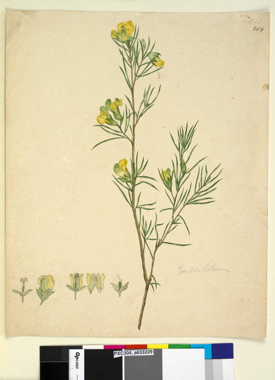 Page 244. Gompholobium，c.1803-06（wc，钢笔，墨水和铅笔） 作者 约翰·威廉·莱温