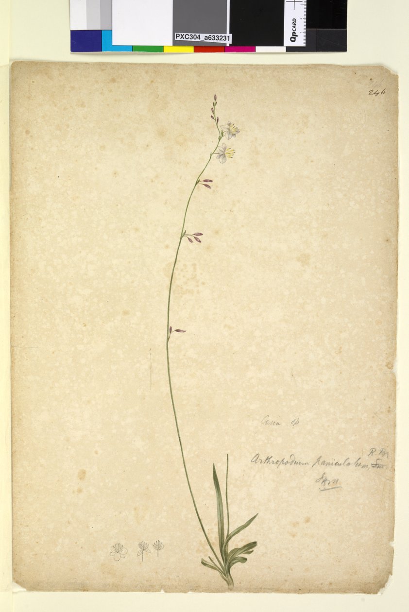 Page 246. Arthropodium paniculatum，c.1803-06（wc，钢笔，墨水和铅笔） 作者 约翰·威廉·莱温