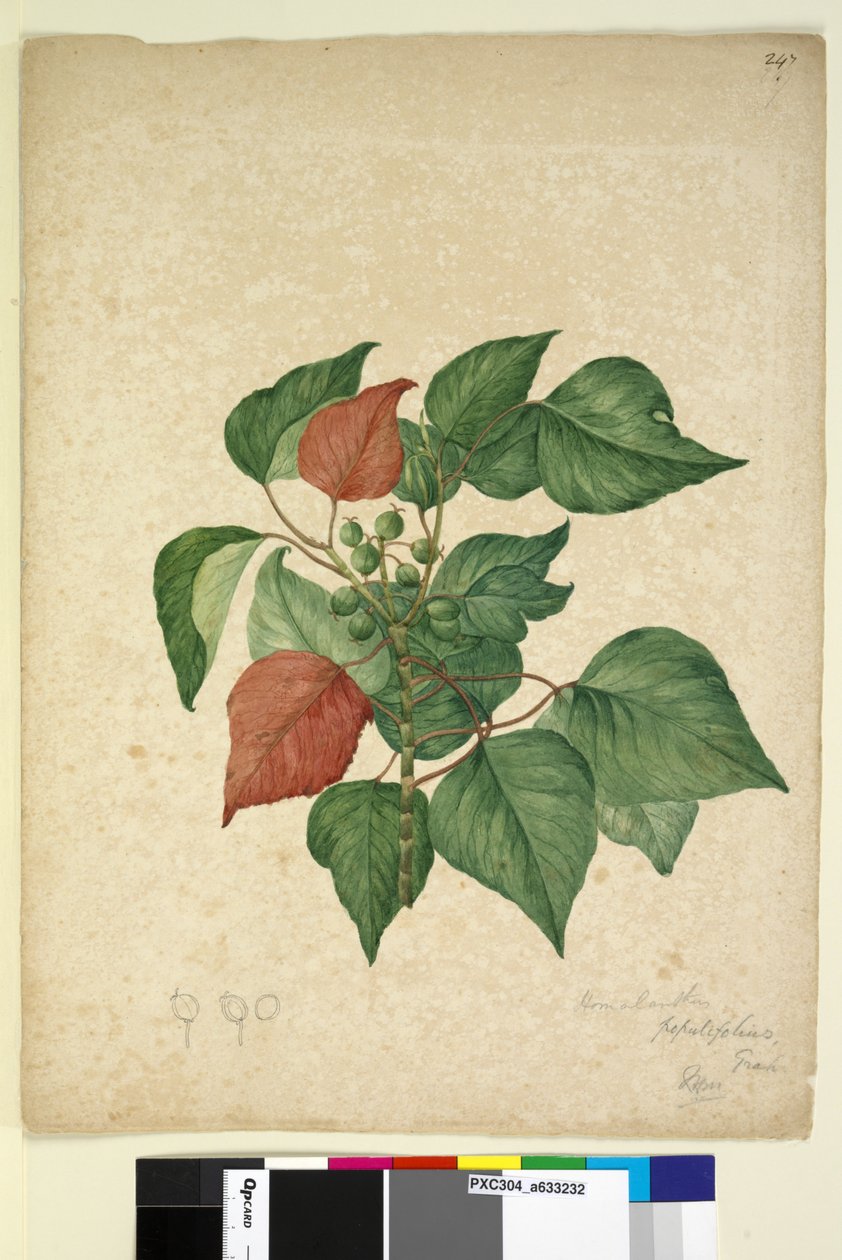 Page 247. Homolanthus populifolius Omalanthus populifolius，c.1803-06（wc，钢笔，墨水和铅笔） 作者 约翰·威廉·莱温
