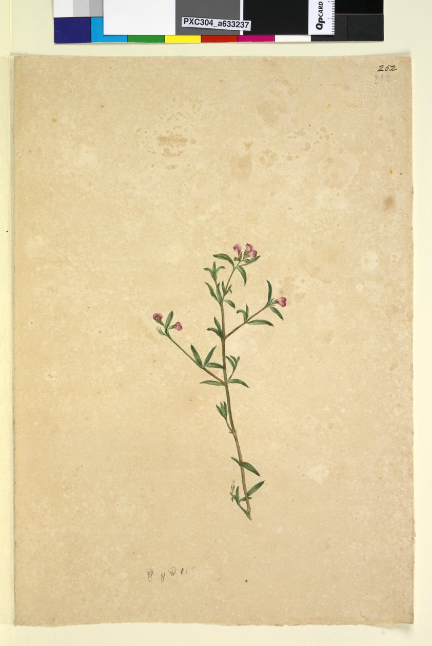 页252.身份不明的植物，c.1803-06（wc，钢笔，墨水和铅笔） 作者 约翰·威廉·莱温