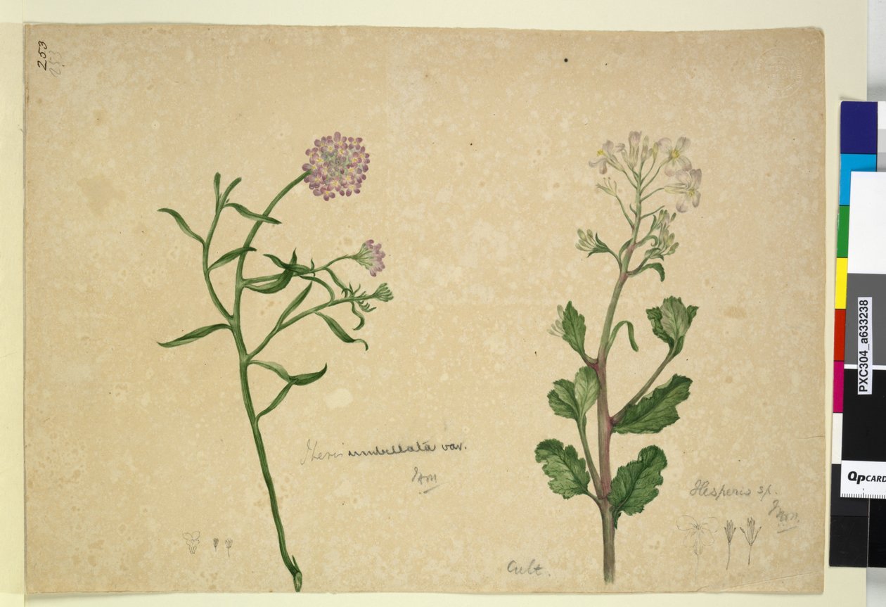 Page 253. Iberis umbellata; Hesperis sp。，c.1803-06（wc，钢笔，墨水和铅笔） 作者 约翰·威廉·莱温