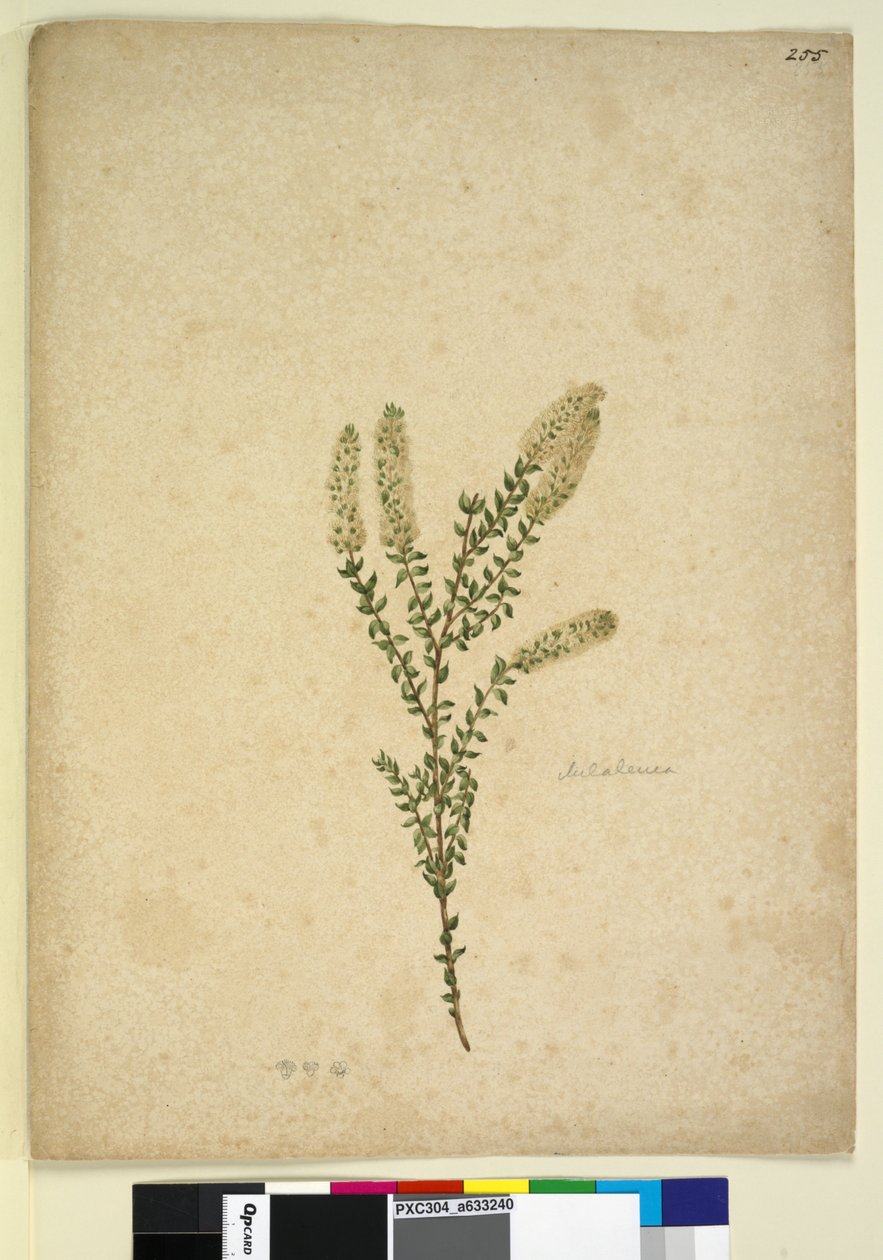 Page 255. Melaleuca，c.1803-06（wc，钢笔，墨水和铅笔） 作者 约翰·威廉·莱温