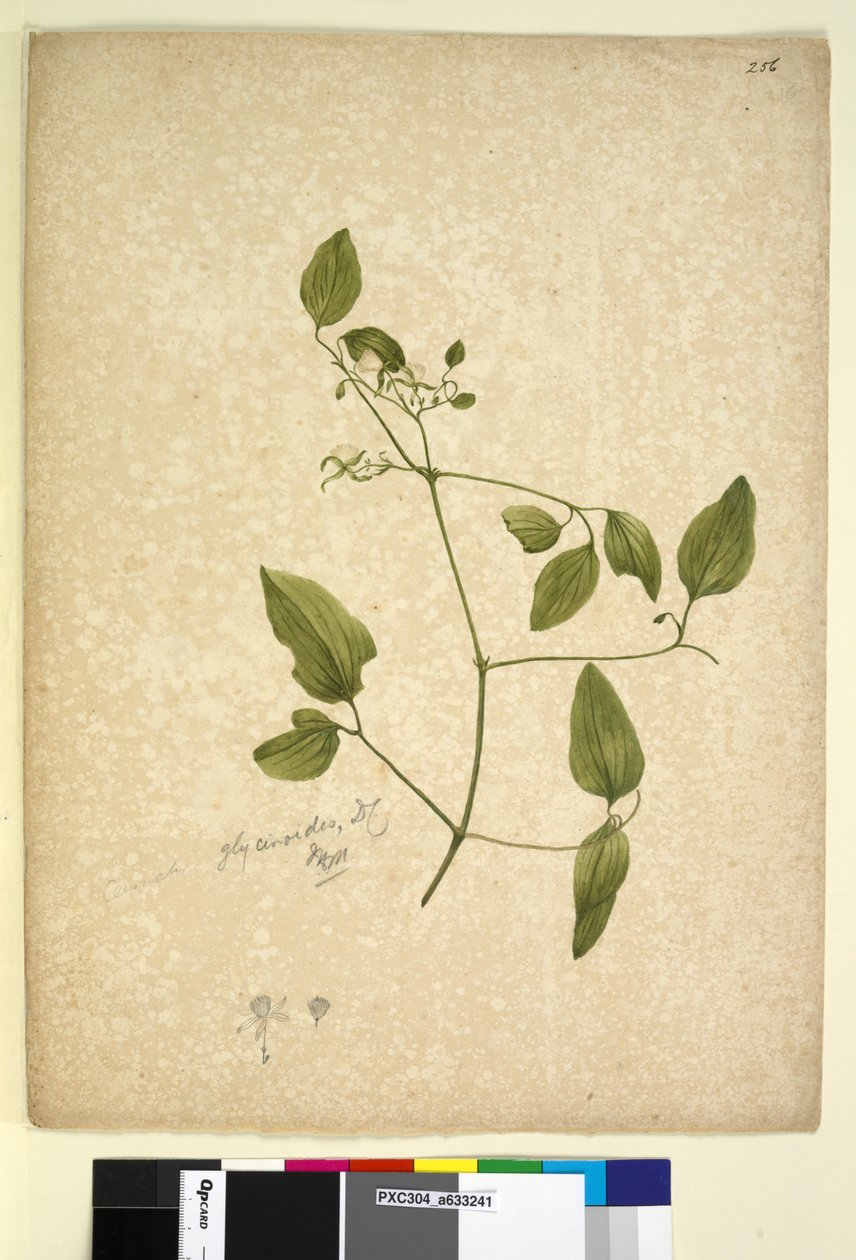 第256页。铁线莲类糖苷，c.1803-06（wc，钢笔，墨水和铅笔） 作者 约翰·威廉·莱温