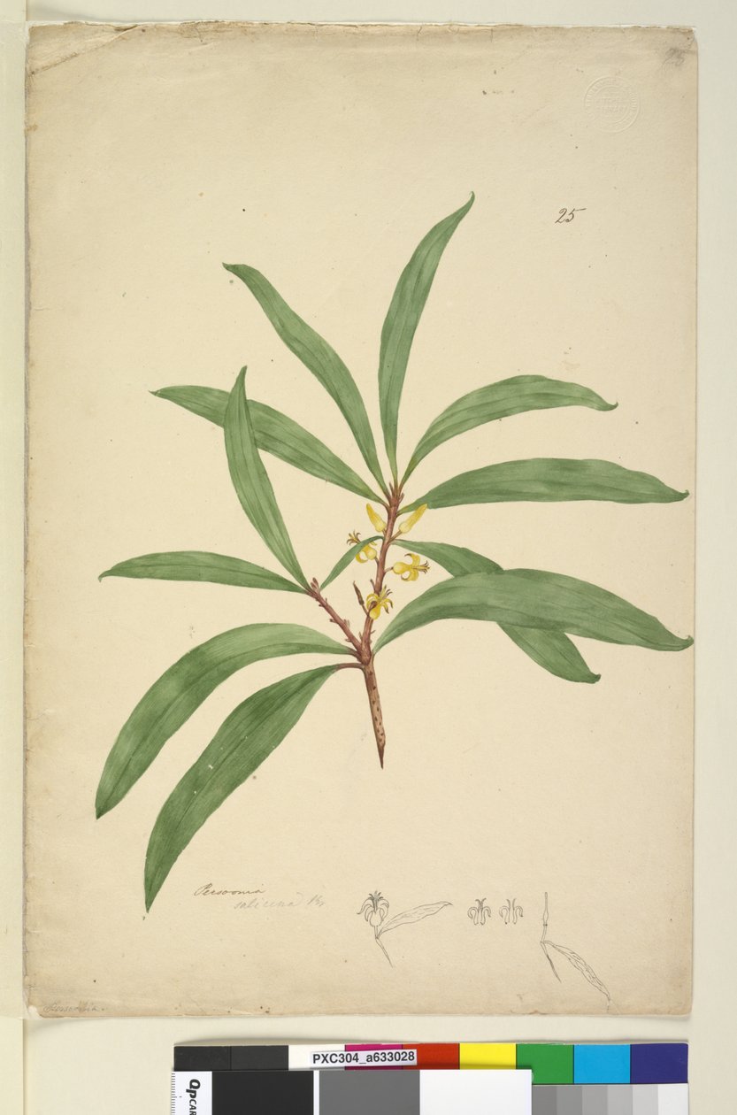 第25页.Persoonia salicina，c.1803-06（wc，钢笔，墨水和铅笔） 作者 约翰·威廉·莱温