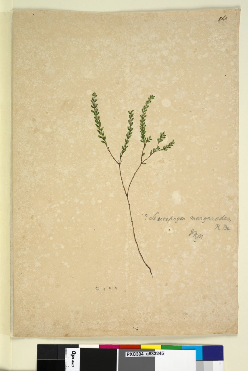 Page 260. Leucopogon margarodes，c.1803-06（wc，钢笔，墨水和铅笔） 作者 约翰·威廉·莱温