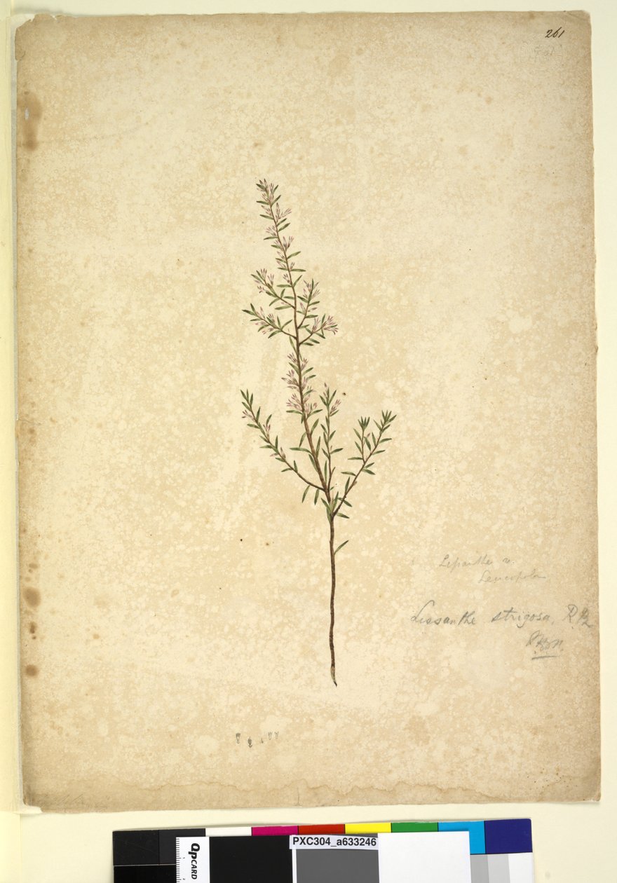 Page 261. Lissanthe strigosa，c.1803-06（wc，钢笔，墨水和铅笔） 作者 约翰·威廉·莱温