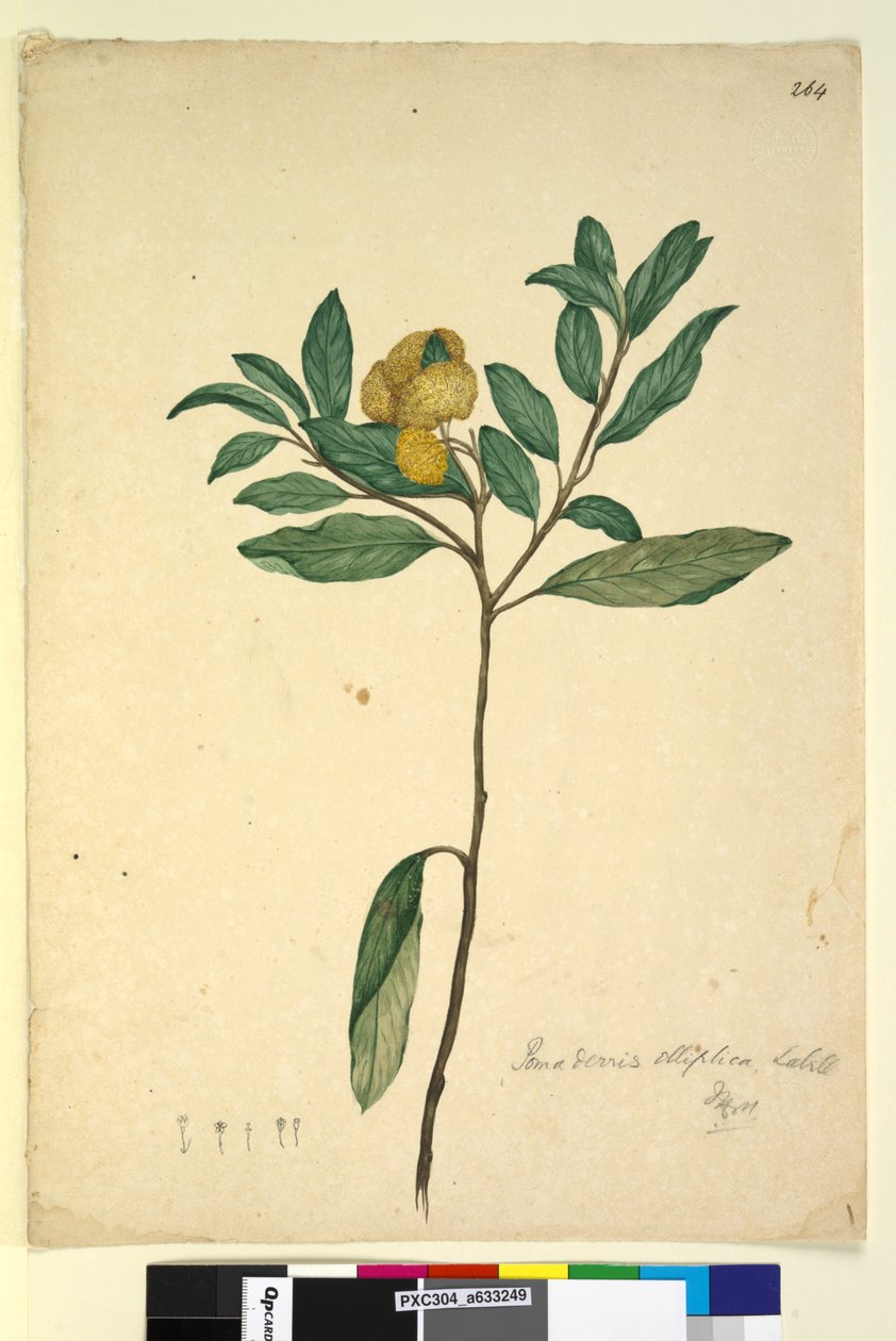 Page 264. Pomaderris elliptica，c.1803-06（wc，钢笔，墨水和铅笔） 作者 约翰·威廉·莱温