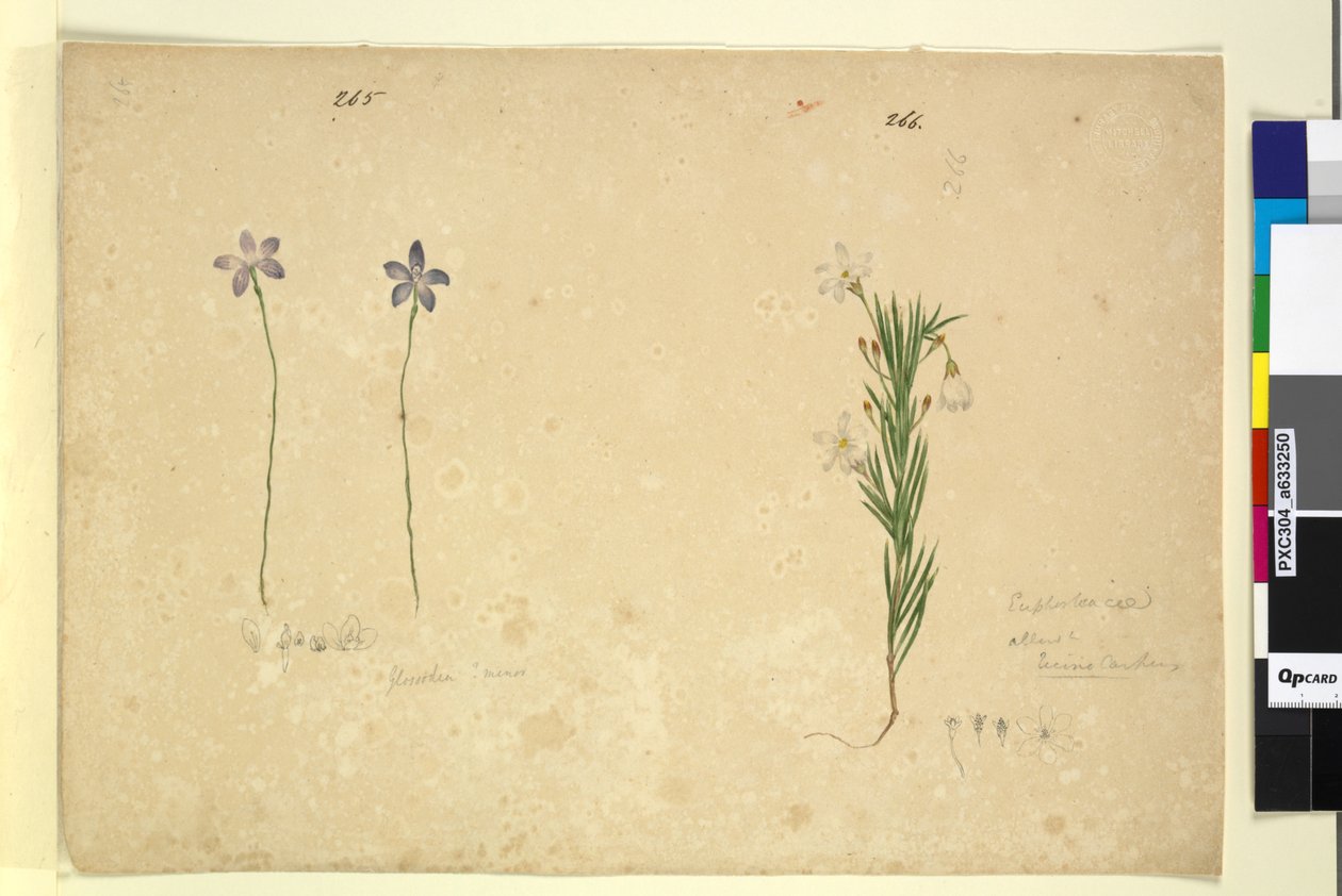 第265页。Glossodia minor; 266. Ricinocarpus，c.1803-06（wc，钢笔，墨水和铅笔） 作者 约翰·威廉·莱温