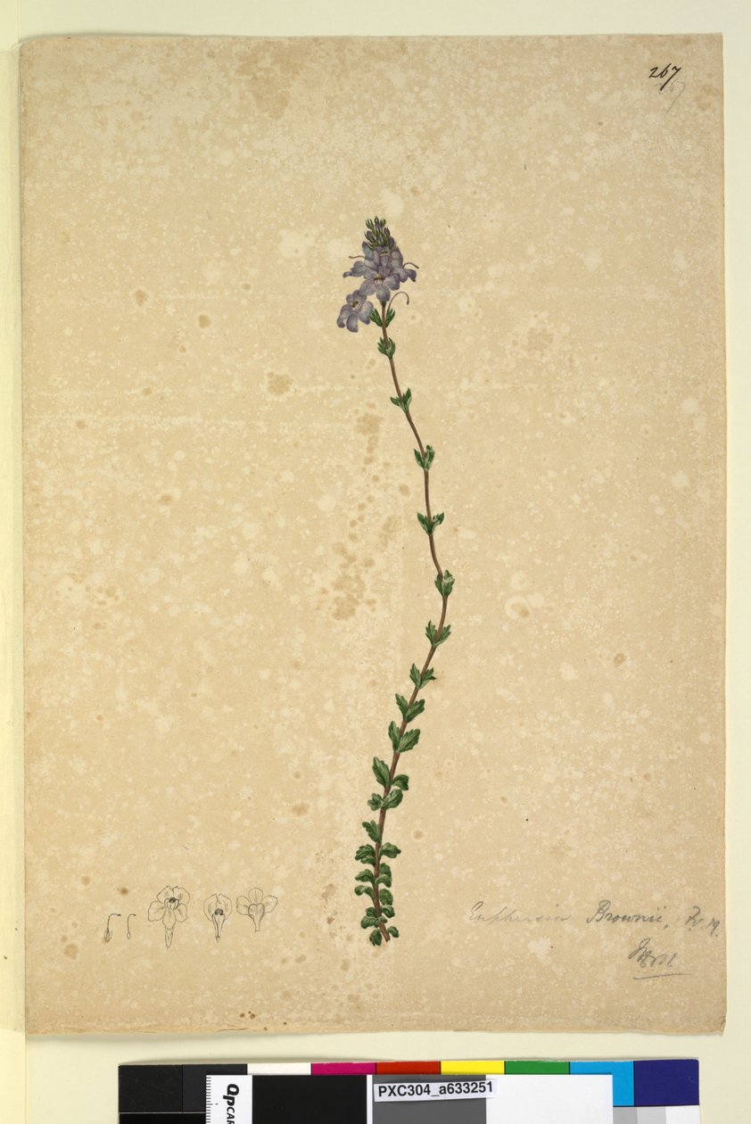 Page 267. Euphrasia brownii，c.1803-06（wc，钢笔，墨水和铅笔） 作者 约翰·威廉·莱温