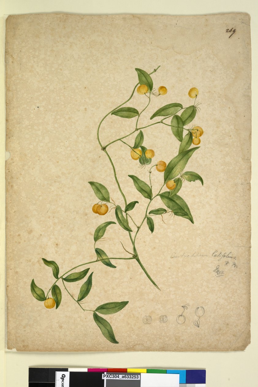 第269页Eustrephus latifolius，c.1803-06（wc，钢笔，墨水和铅笔） 作者 约翰·威廉·莱温