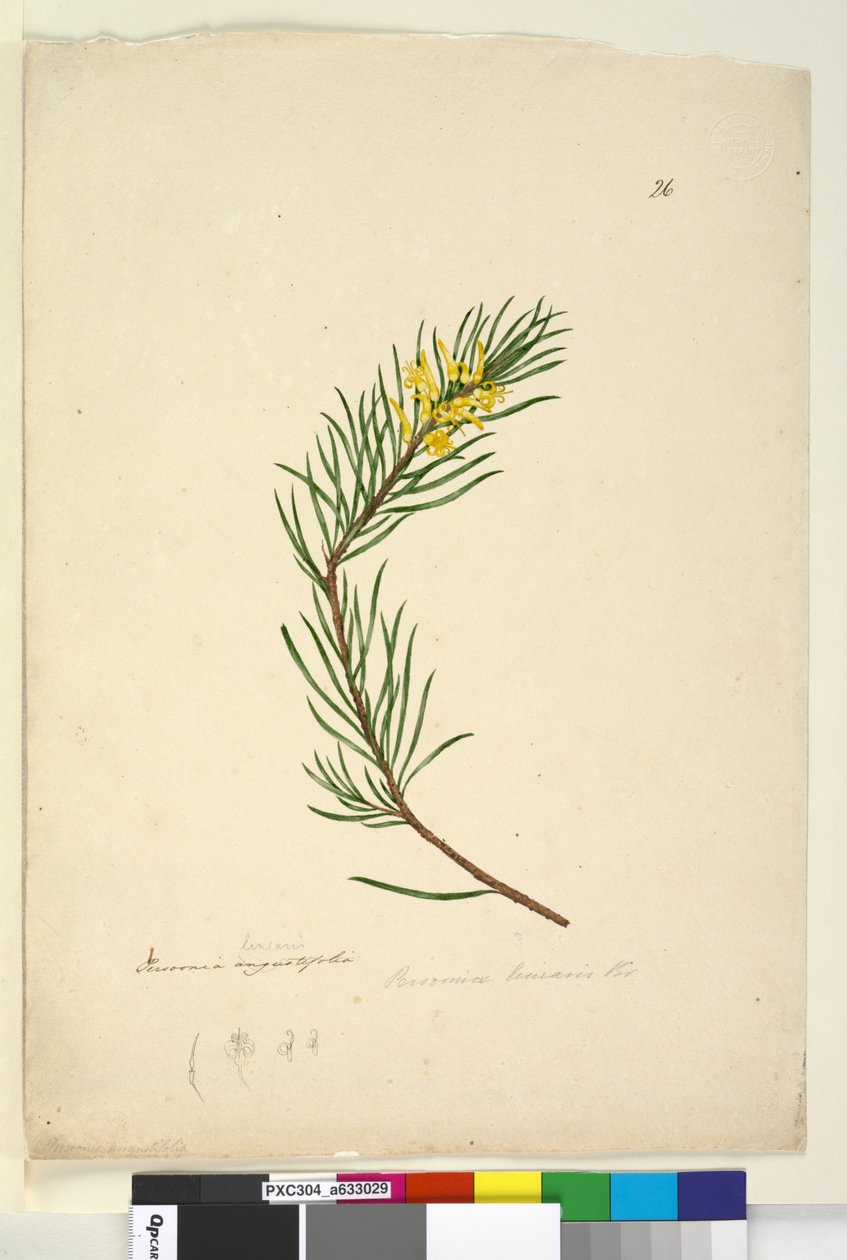 第26页.Persoonia linearis，c.1803-06（wc，钢笔，墨水和铅笔） 作者 约翰·威廉·莱温
