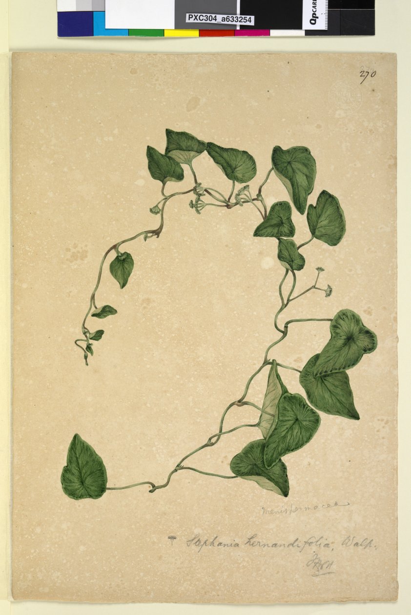 Page 270. Stephania hernandiaefolia，c.1803-06（wc，钢笔，墨水和铅笔） 作者 约翰·威廉·莱温