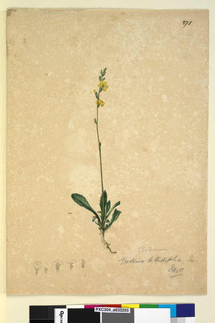 Page 271. Goodenia bellidifolia，c.1803-06（wc，钢笔，墨水和铅笔） 作者 约翰·威廉·莱温