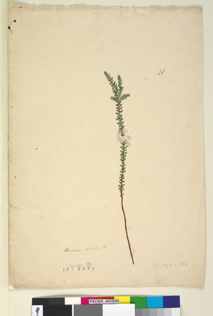 第28页Epacris sparsa，c.1803-06（wc，钢笔，墨水和铅笔） 作者 约翰·威廉·莱温