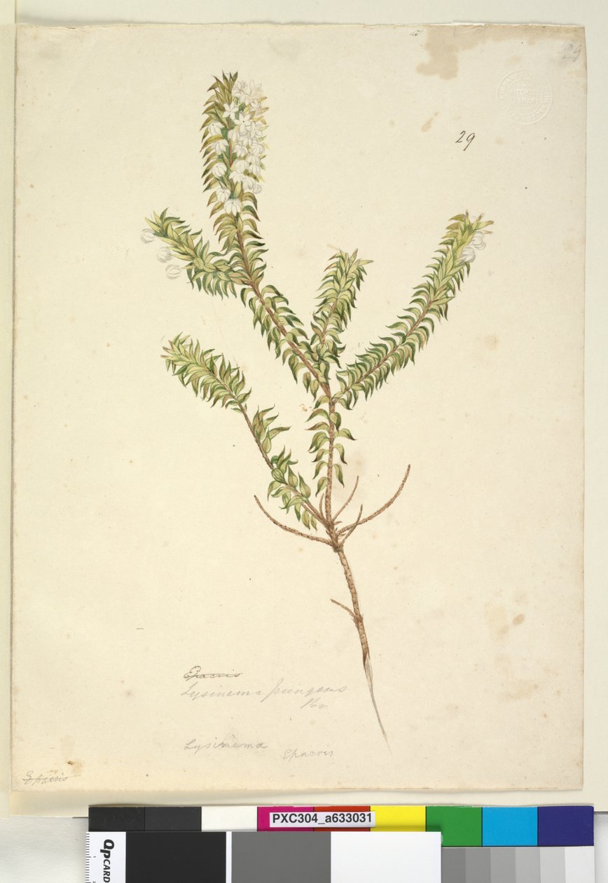 第29页.Lysinema，c.1803-06（wc，钢笔，墨水和铅笔） 作者 约翰·威廉·莱温