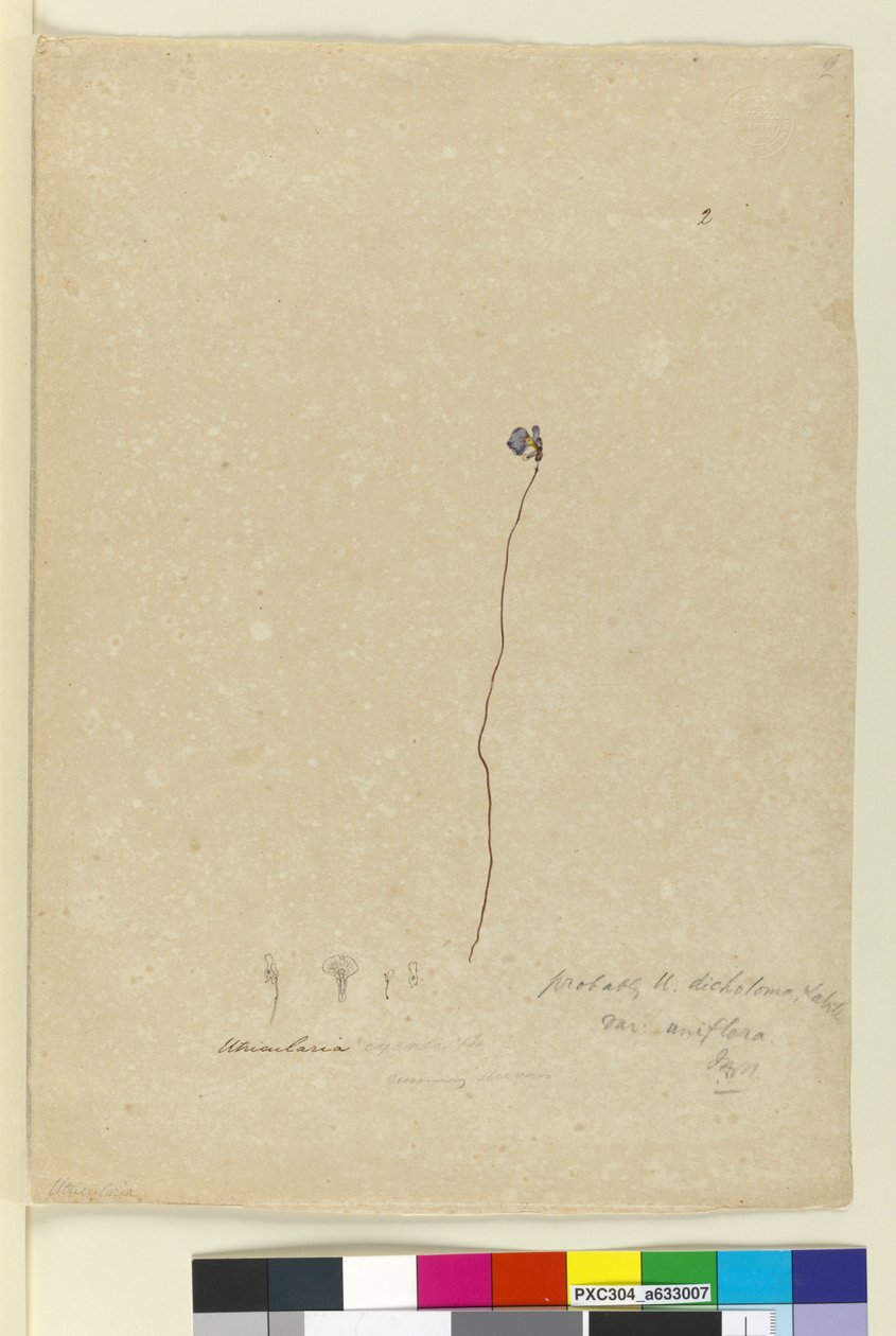 Page 2. Utricularia dichotoma，c.1803-06（wc，钢笔，墨水和铅笔） 作者 约翰·威廉·莱温