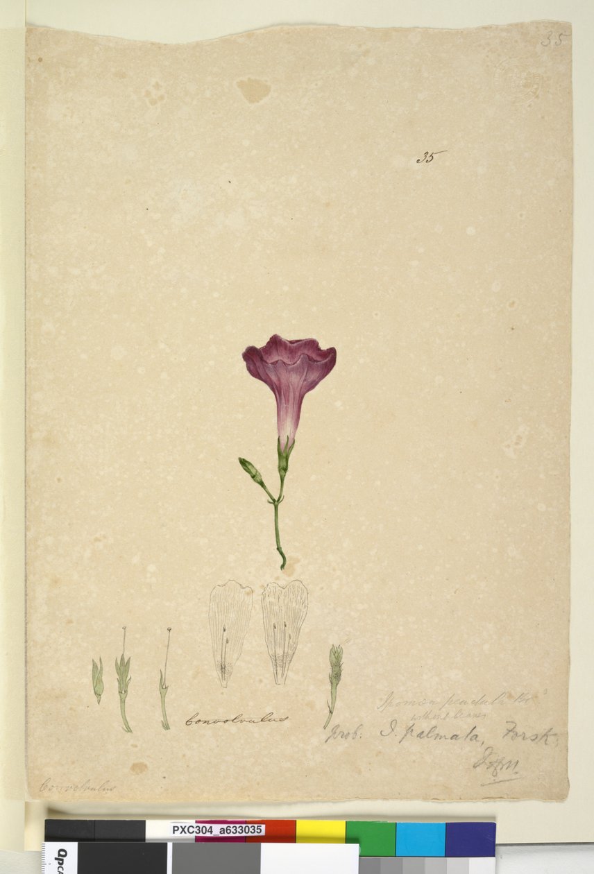 第35页.Ipomoea palmata，c.1803-06（wc，钢笔，墨水和铅笔） 作者 约翰·威廉·莱温