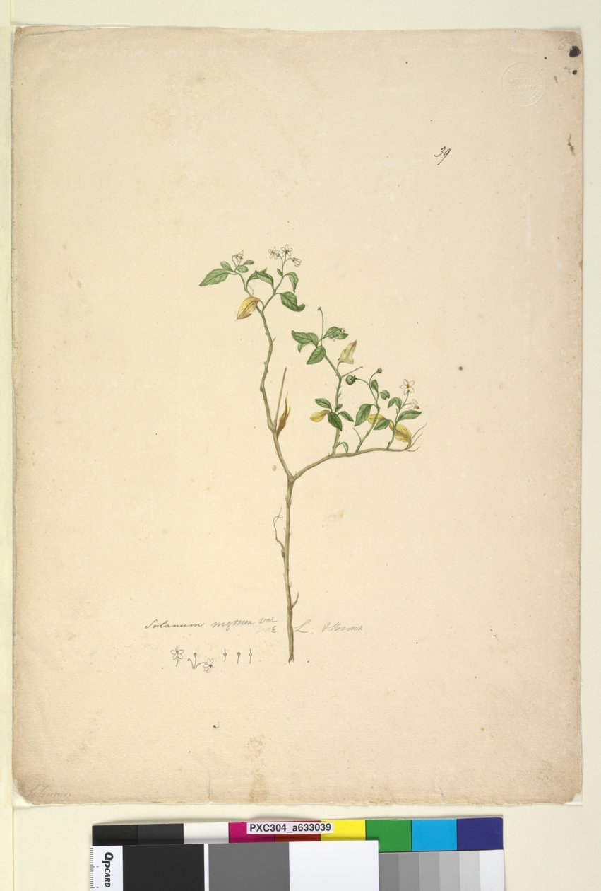 第39页。龙葵（Solanum nigrum），c.1803-06（wc，钢笔，墨水和铅笔） 作者 约翰·威廉·莱温
