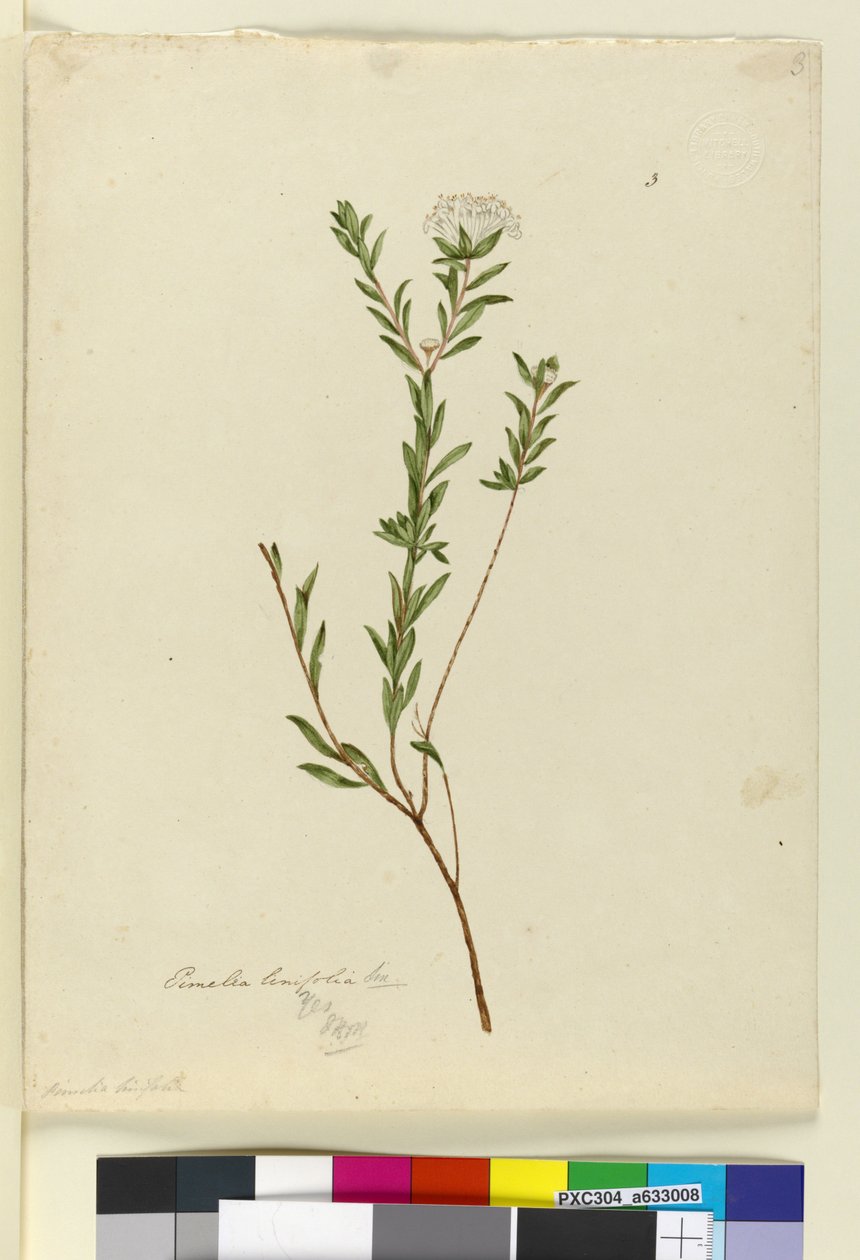 第3页。Pimelea linifolia，c.1803-06（wc，钢笔，墨水和铅笔） 作者 约翰·威廉·莱温